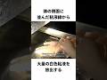 白い粘液を出す「ヌタウナギ」 #生き物 #2ch #動物 #2ch面白いスレ