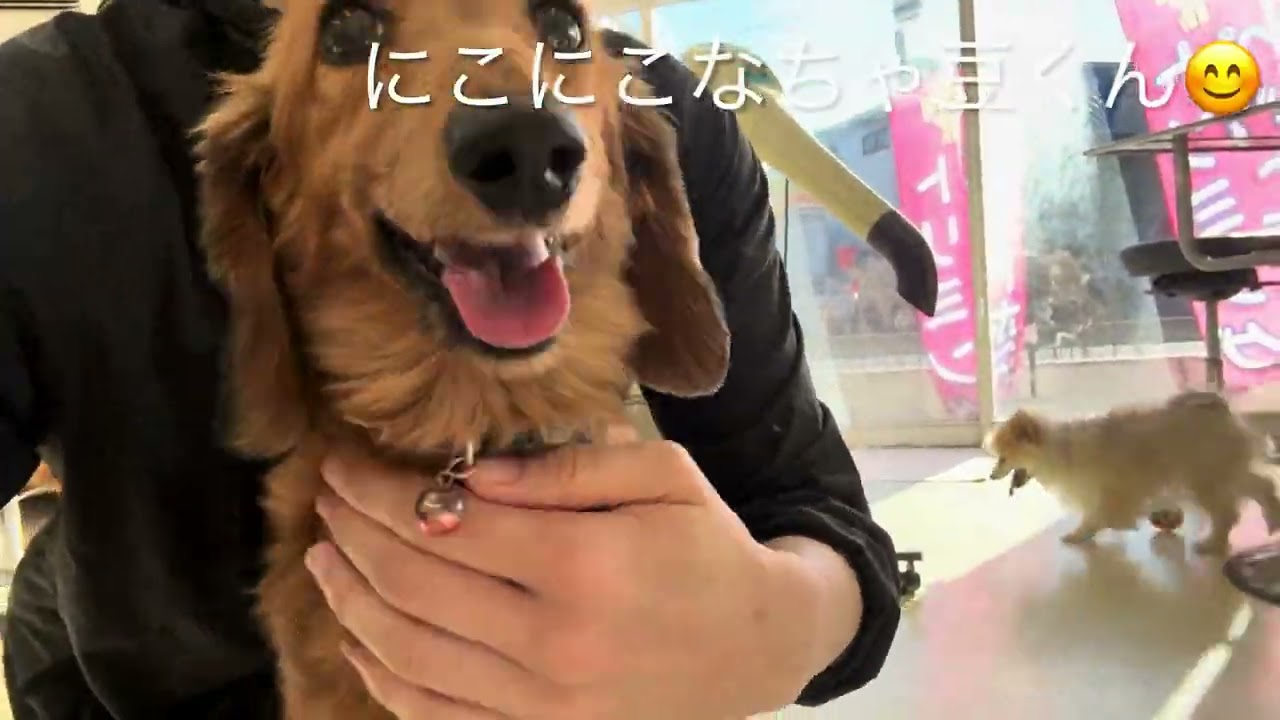 つんつんくん、ちゅるるくん、ココちゃん、ナッツくん、ちゃ豆くん、福くん、くぅちゃん、ぽんくん、琥珀くん、チャムちゃん、チョコくん！