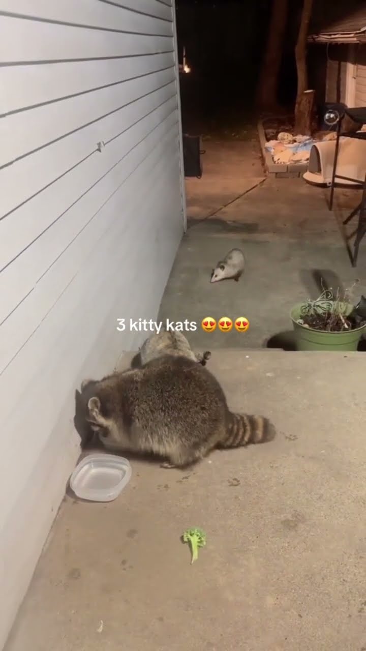 Kittyos all in different suits just vibing