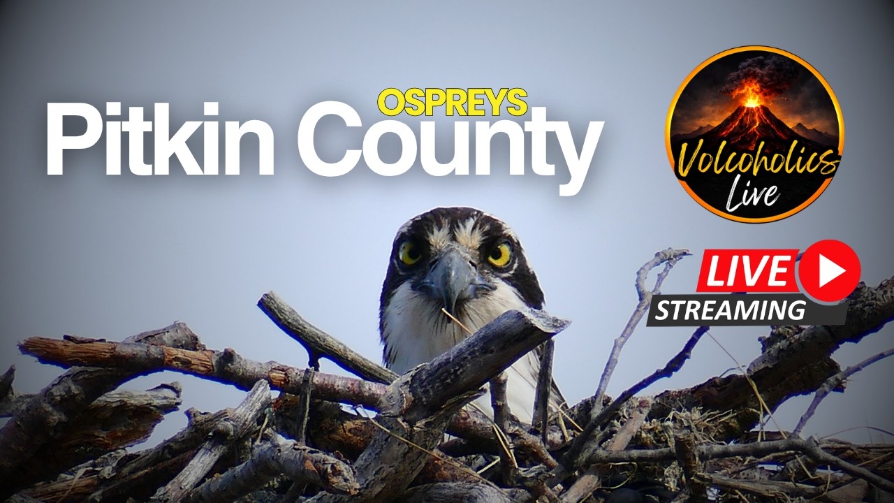 🔴 LIVE: Pitkin County Ospreys 2026 | Nest Cam – Our 3rd Year Tracking These Incredible Birds