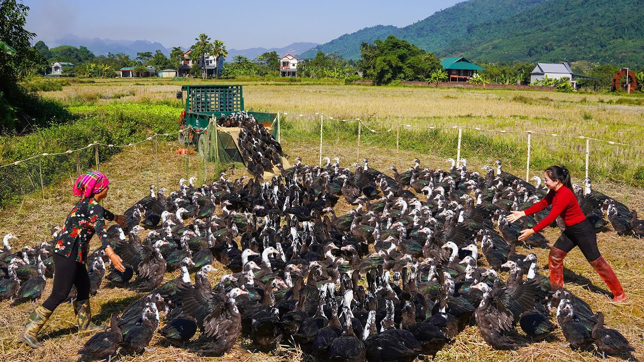 Buy Many Musk Duck From The Farmer Woman - Use Truck To Transport Musk Duck Go To Market Sell