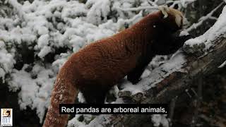 Be the ZooKeeper: Red Panda Habitat Design!