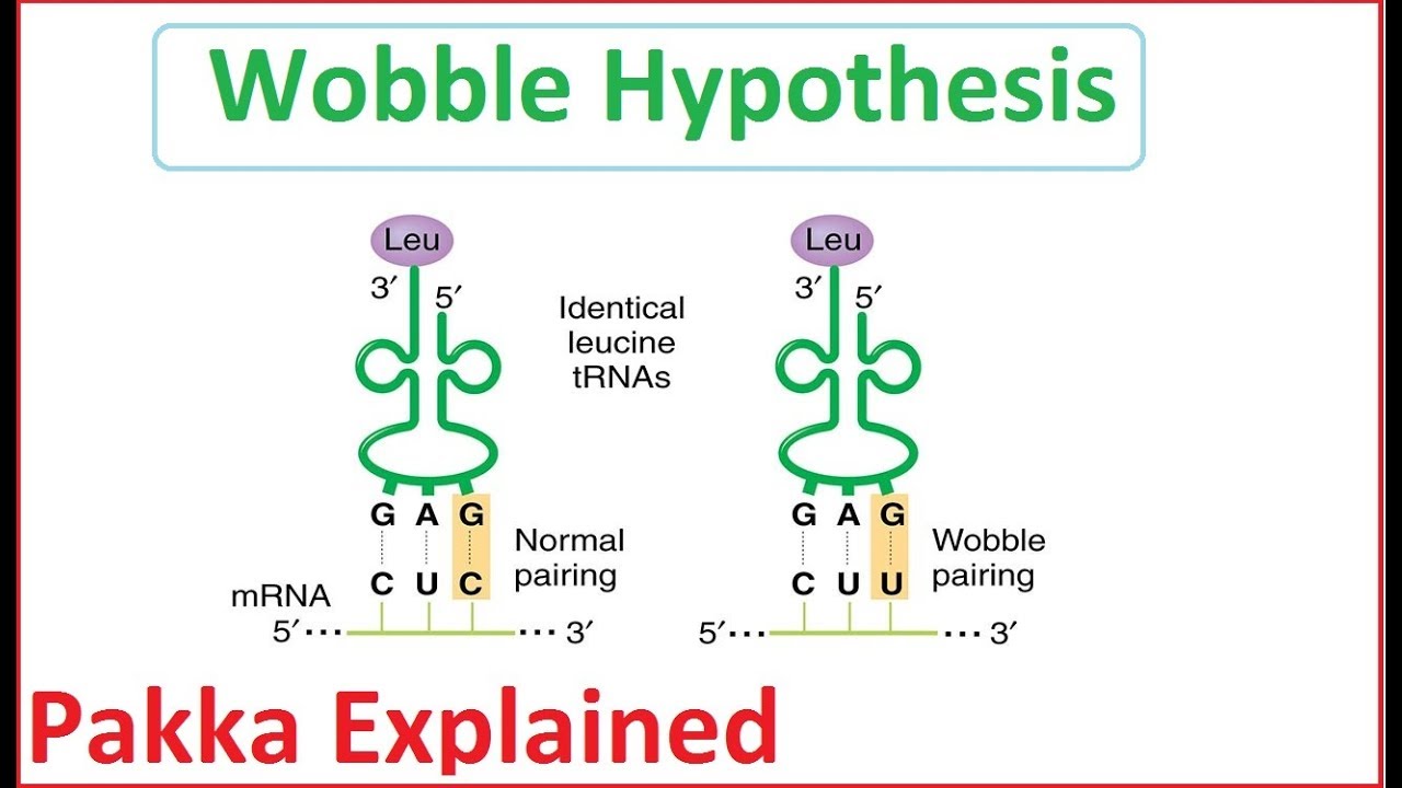 The Wobble Hypothesis: Definition, Statement, Significance