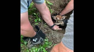 Baby deer saved from being stuck in a groundhog hole!