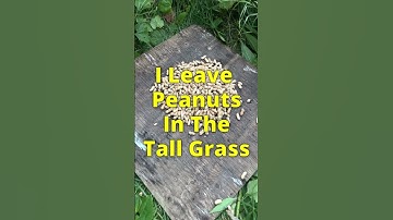 What If I Leave Peanuts In The Tall Grass?