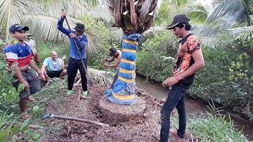 Cây dừa đột biến nhải đọt ra từ lưỡi mèo độc lạ miền tây