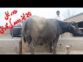 Pure nili beautiful buffalo for sale gujjar tv arifwala29 february 2024