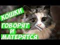 ПРИКОЛЫ.КОТЫ МИЛЫЕ?КОШКИ ГОВОРЯТ И МАТЕРЯТСЯ.ПОДБОРКА СМЕШНЫХ МОМЕНТОВ.100%СМЕШНО