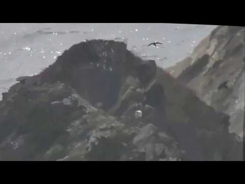 WE - Both Eaglets Flying Over Tor - Stabilized