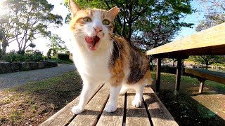 ベンチに座っていたら猫達がワラワラと集まってきて猫カフェ状態になった