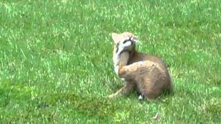 2011Bobcat0005.AVI