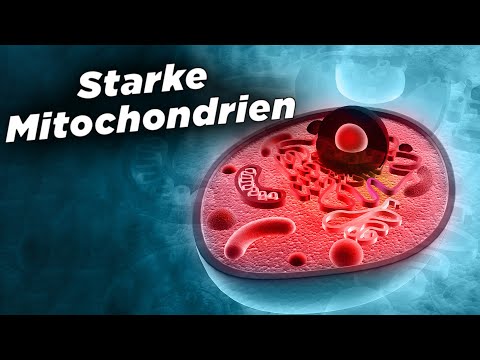Video: Wie produzieren die Mitochondrien Energie für die Zellantworten?
