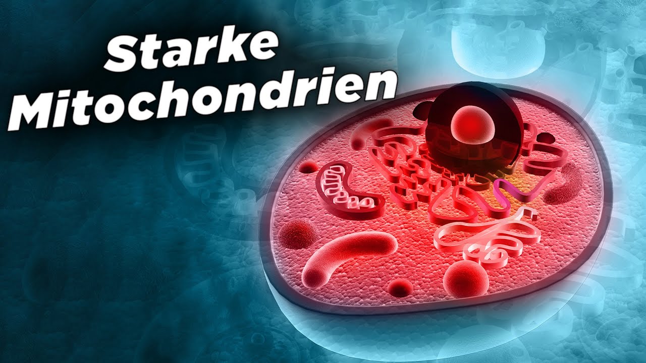 Mehr Energie & mehr Power - So regenerierst du deine Mitochondrien!