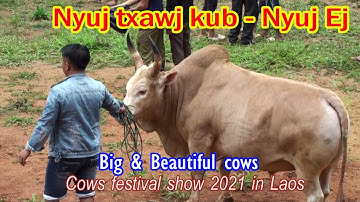 Nyuj sib nraus - Nyuj txawj kub - Nyuj Ej - Cows festival 2021 in Laos