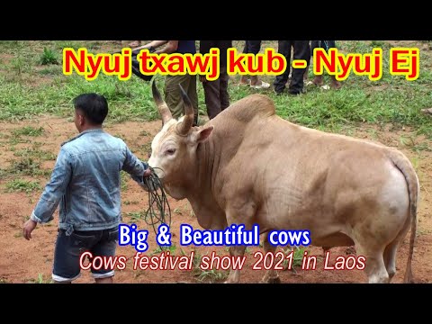 Video: Cov Ntses Zoo Nkauj Tshaj Plaws Rau Cov Thoob Dej Yug Ntses