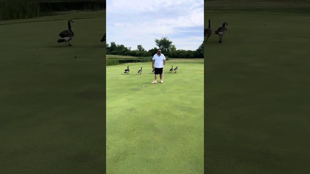 Goosed by the golf Gods on Father’s Day