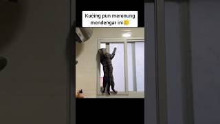 Ceramah Kh Zainudin Mz Tentang Kucing ceramah kucing cats shorts