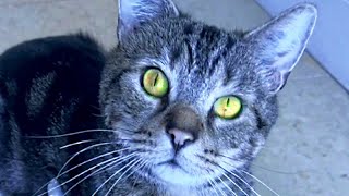I adopted a test lab cat. Here's what happened.