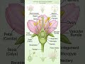 flower and its parts #biology #shortvideos #science #study #shorts