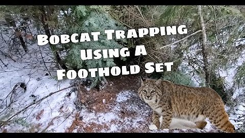 Bobcat Trapping - Using A Foothold Set