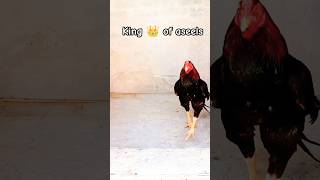 Simba walking style #aseel #aseelmurga #birds #rooster