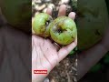 harvesting of amla #shorts #shortsfeed #nature #fruit #agriculture