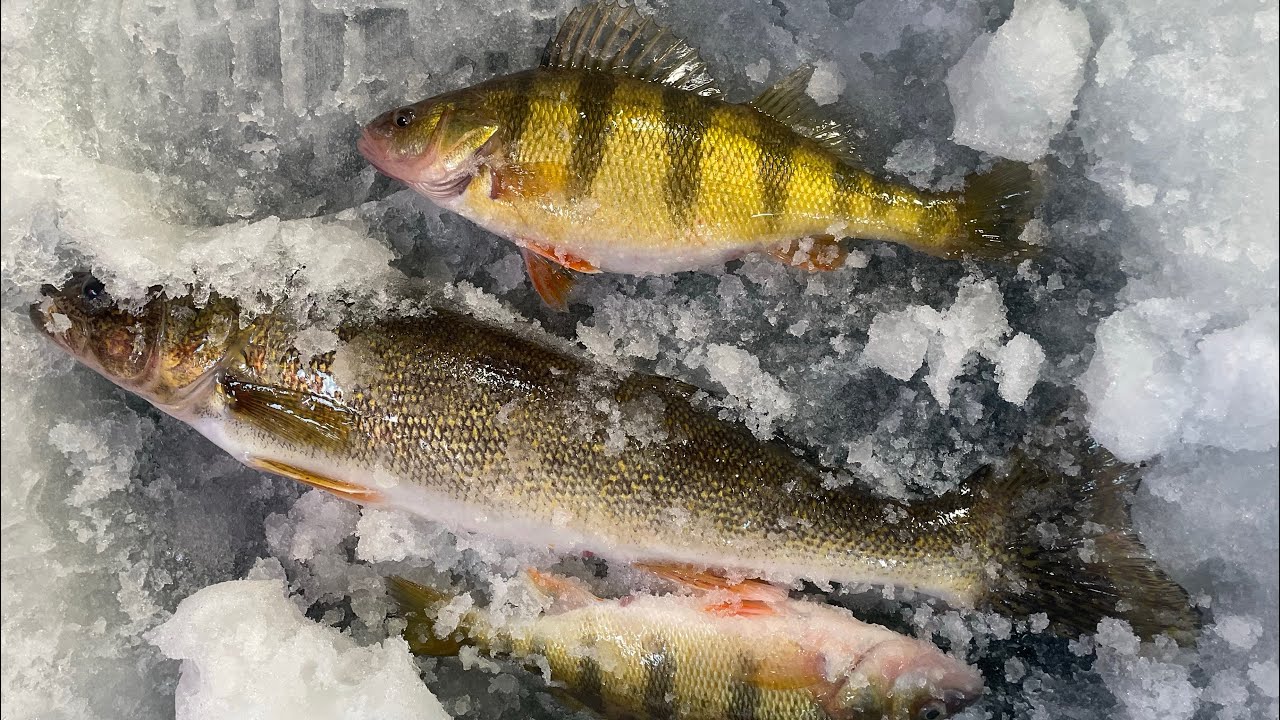 Ice Fishing Green Bay, Cold Front Perch 