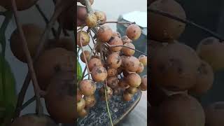Icip-Icip Buah Kesambi