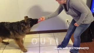 Jackdaw de Rossi - Novice Trick Dog