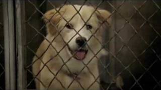 Pedigree Commercial  Echo