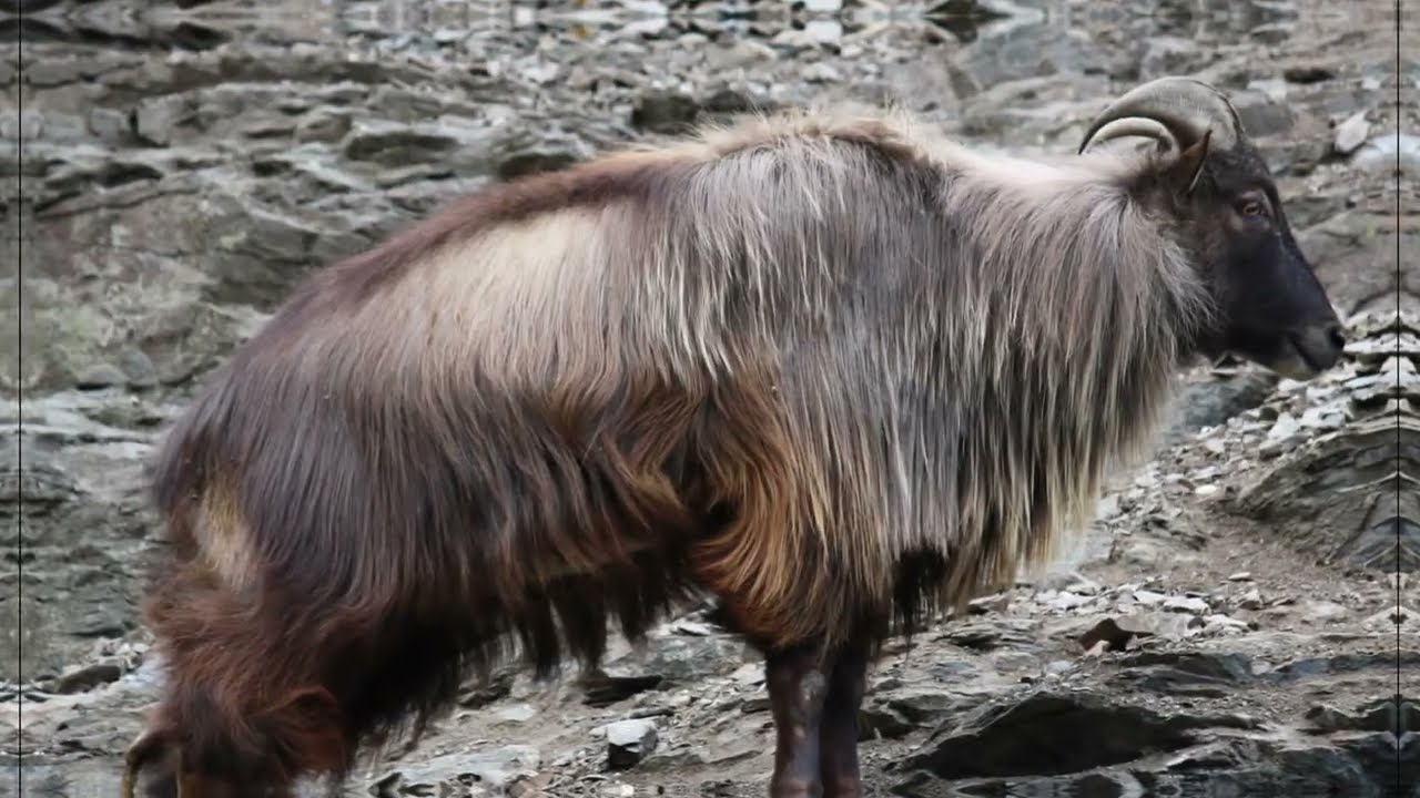 Himalayan Tahr : Amazing Facts about Himalayan Wild Goat