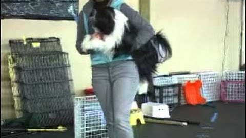 Canine freestyle - T.A.P. Dancing for Success by Julie Flanery