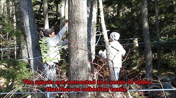 Making New Hampshire Maple Syrup