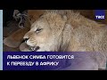 Львенок Симба готовится к переезду в Африку