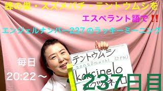 【237日目】　#虫  ■ 蜂の巣　■ スズメバチ　■ てんとう虫をエスペラント語で‼️  #暗記 #語学 #蜂の巣 #スズメバチ #てんとう虫 #エンジェルナンバー #237 #スピリチュアル