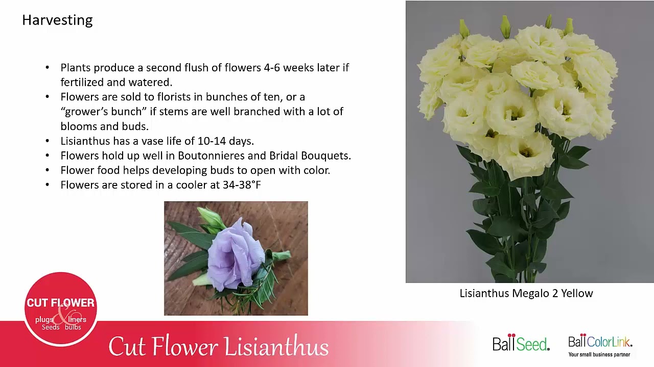 Lisianthus - Ball ColorLink Cut Flower Series