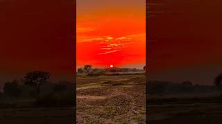 sunset #desi farming short video editor #desi look view #viral #farming #farming #youtubeshorts