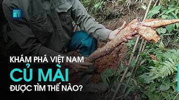 Khám phá Việt Nam: Giờ mới biết củ mài được lấy bằng cách này | VTC1
