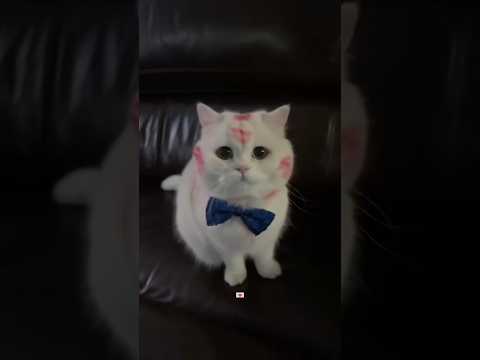 البوسات عاملين مفعول 