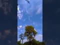 Beautiful Tree Under Blue Sky