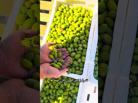 تعرف على أنواع النفط الأردني وأفضل أنواعه اشتريته زيتون ولا لسه وشو أزكى زيتون بتحبوه