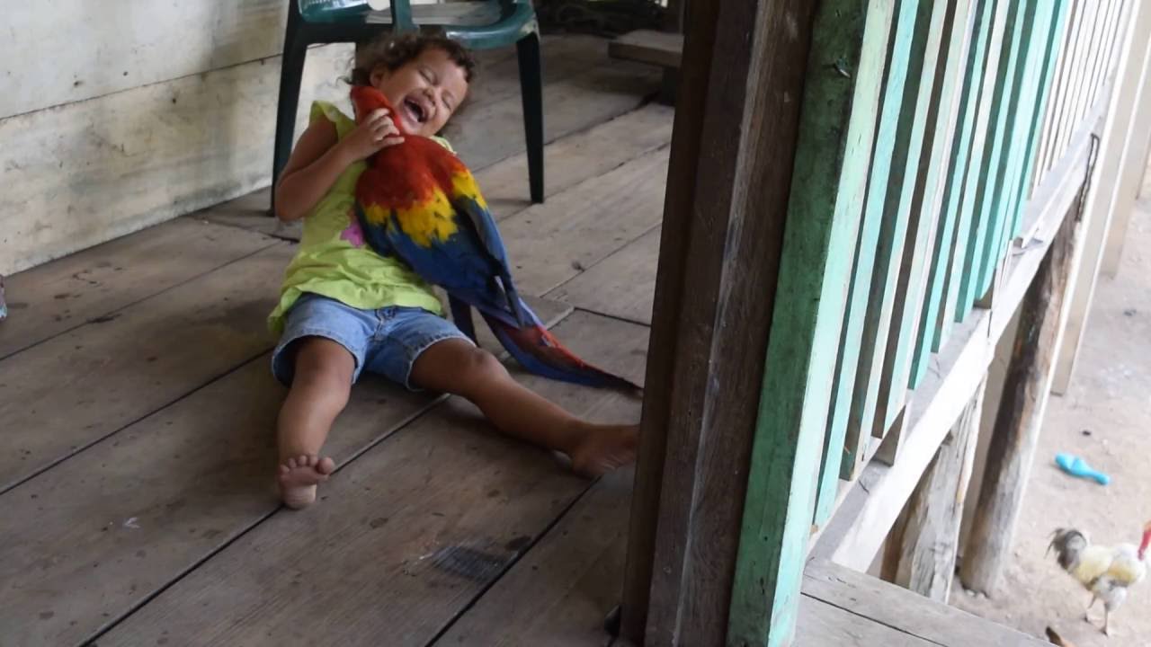 Miskito Girl and Scarlet Macaw Play Together