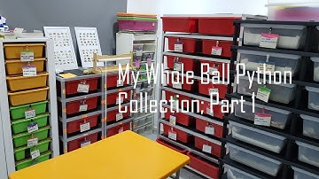 My Whole Ball Python Collection Part 1