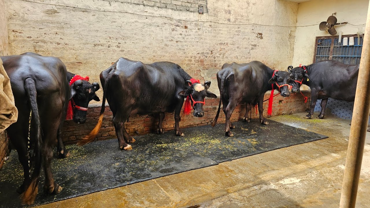 ਅਮਨੇ ਵੀਰ ਕੋਲ ਤੋਕੜਾ ਗੱਬਣਾ ਚੇਂਕ ਪਾਸ ਮੱਝਾ ਦਾਂ ਖਜ਼ਾਨਾ 10-11 ਕਿੱਲੋ ਦੁੱਧ ਤਿਆਰ ਚਾਰ ਚਾਰ ਮਹੀਨੇ ਗੱਬਣ 12-3-2025