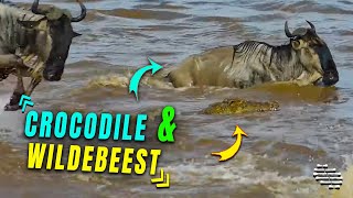 Nile Crocodile Tried Catching a Wildebeest