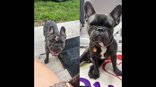 Famous Adopted a French Bulldog without know that... Profile