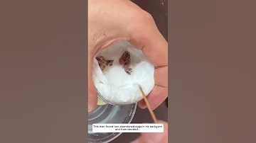 Caring For A Tiny Bird Egg Watching It Hatch Into Life 