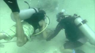 Celebrity Saving Devil Rays Profile