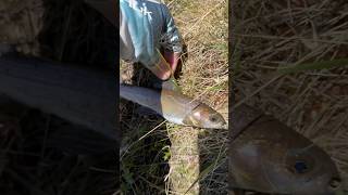 Petite Grayling