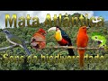 Sons da Mata Atlântica gravado ao vivo em HQ para os amantes da natureza !!!!!!!